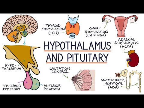 Understanding Anterior Pituitary: Key Functions and Disorders