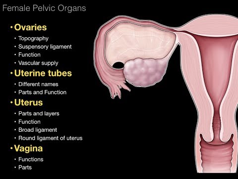 Female Anatomy: Detailed Labeled Diagrams Inside and Out