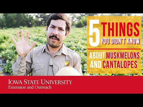 Muskmelon vs. Cantaloupe: Know the Key Differences