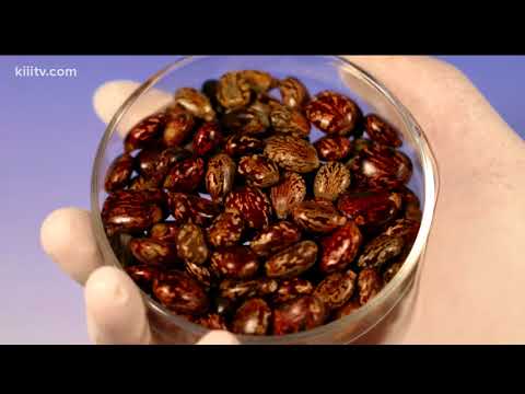 Understanding Castor Bean: Benefits, Risks, and Uses