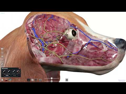 Understanding Canine Anatomy for Better Pet Health Care