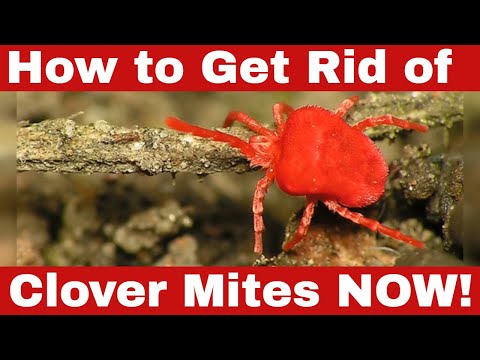 Clover Mites: Essential Facts You Shouldn't Miss