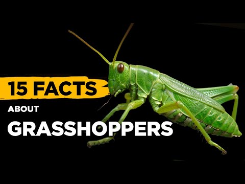 Do Grasshopper Bites Pose Health Risks? Key Facts to Know