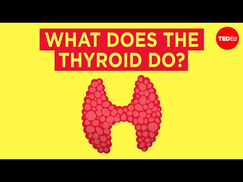 Understanding Thyroid Gland Anatomy: A Guide to Your Health