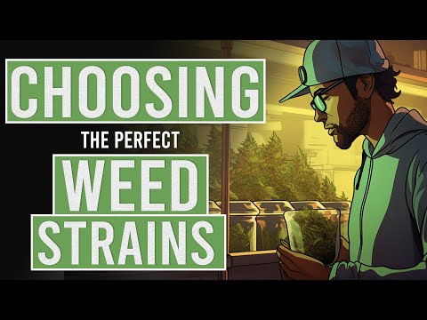 A Friendly Intro to Choosing Marijuana Strains for You
