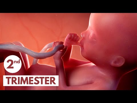 Your Journey Through Pregnancy: Weeks 13 to 16 Insights