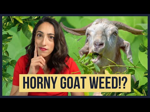 Horny Goat Weed: A Natural Treatment for Men’s Health Benefits post thumbnail image