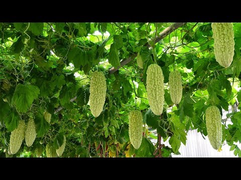 Karela Juice for Diabetes: Nutrition and Health Benefits