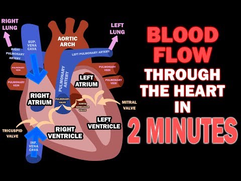 Understanding Blood Flow Through the Heart and Lungs