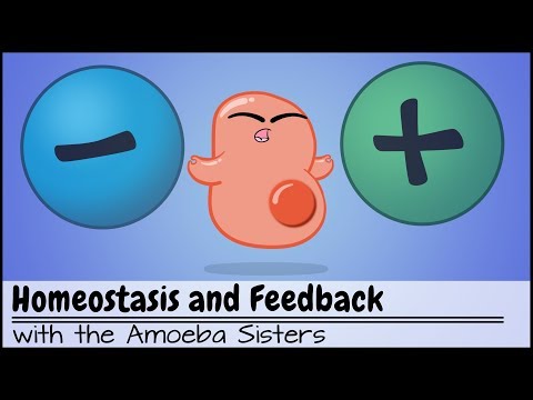 Understanding Homeostasis: The Balance Within Us