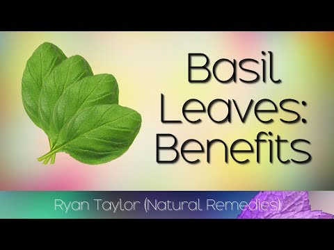 Basil's Health Benefits: A Natural Aid for Common Ailments