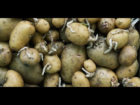The Best Secrets for Storing Potatoes Safely