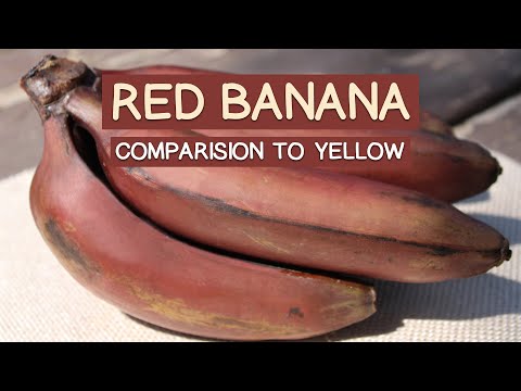 7 Surprising Benefits of Red Bananas vs. Yellow Ones