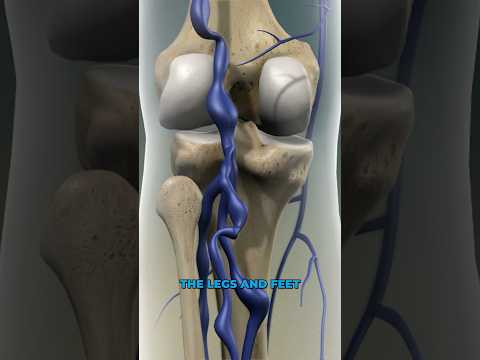 Understanding the Basilic Vein: Health and Function Insights post thumbnail image