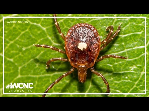Lone Star Tick: Key Diseases, Symptoms, and Where They Live