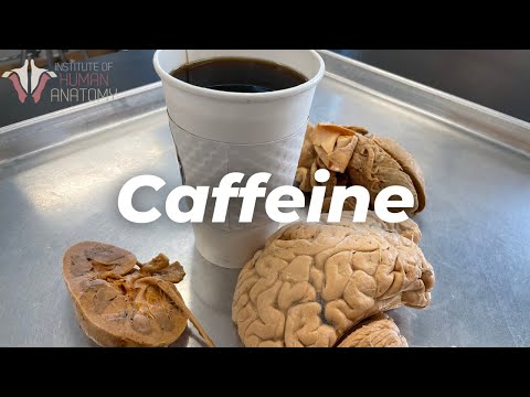 Understanding How Caffeine Affects Your Health and Wellness