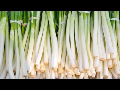 Onion Wonders: Benefits, Risks, and Unique Uses