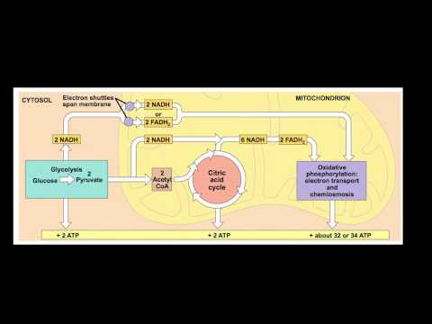 ATP: The Fuel of Life and Its Vital Role in Energy Production