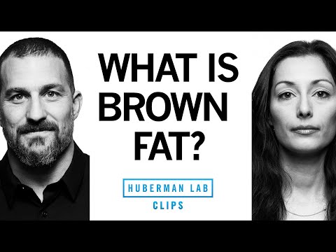 Understanding Adipose Tissue: More Than Just Fat