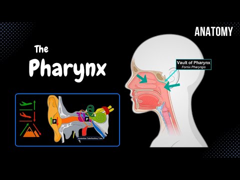 Understanding the Pharynx: Functions and Common Issues post thumbnail image