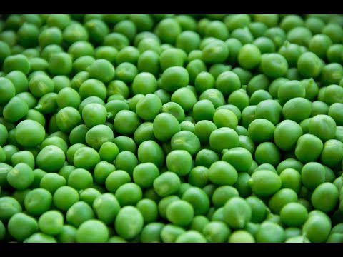 Discover the Health Benefits of Peas for Disease Prevention