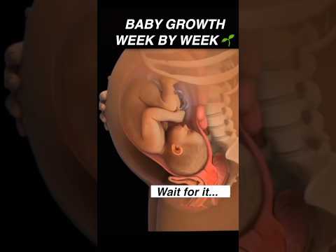 Journey Through Pregnancy: Weeks 31 to 34 Insights