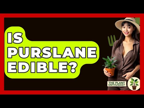 Purslane: A Nutrient-Packed Delight from Your Garden