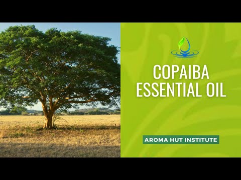 Copaiba Oil: Benefits, Uses, and Research for Health Recovery