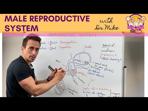 Understanding Testes: Anatomy, Function, and Health Issues