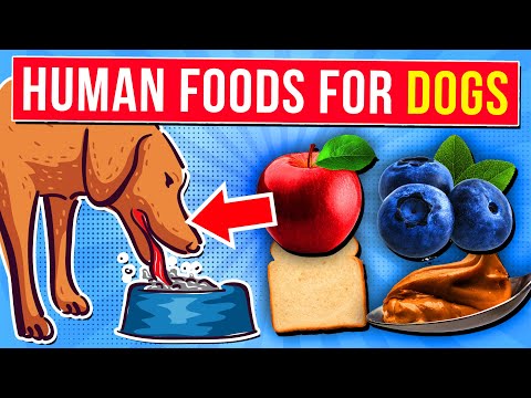 Can My Dog Eat This? Human Foods to Share Safely