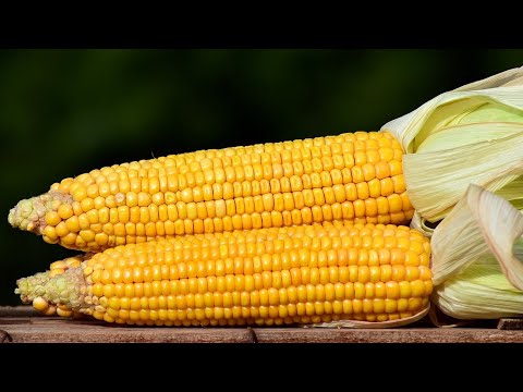 Understanding Corn: Key Nutrition and Health Benefits