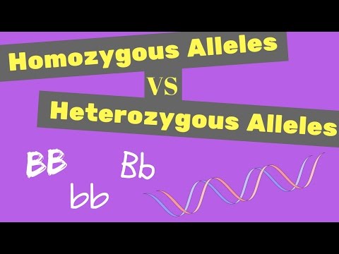 Heterozygous vs. Homozygous: Key Definitions and Differences