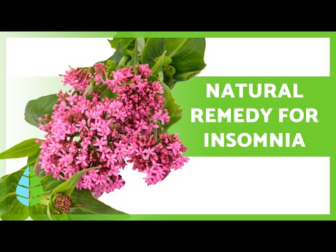 Valerian: Benefits, Risks, and Key Insights