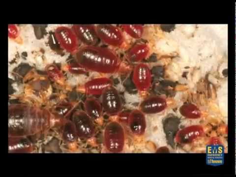 Bat Bugs: Facts and Insights You Shouldn't Miss