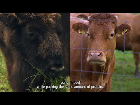 Bison Meat: A Nutrient-Packed Powerhouse for Your Diet post thumbnail image