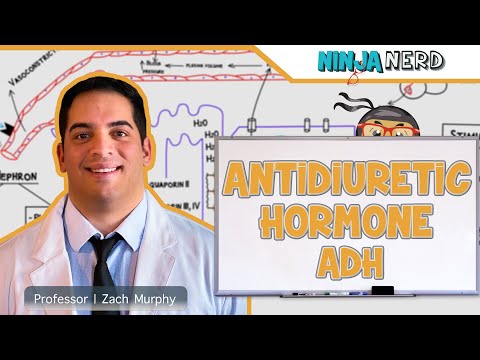 What You Should Know About Antidiuretic Hormone (ADH)