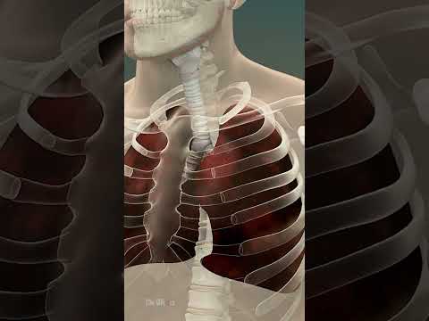 Understanding Pneumocystis Pneumonia: Symptoms and Treatments post thumbnail image