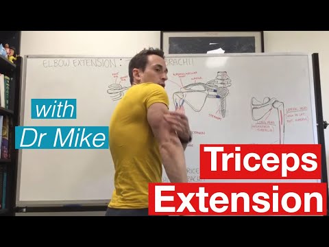 Understanding Triceps Anatomy for Better Muscle Care
