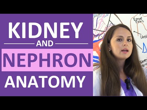 Understanding Kidney Function, Anatomy, and Common Conditions