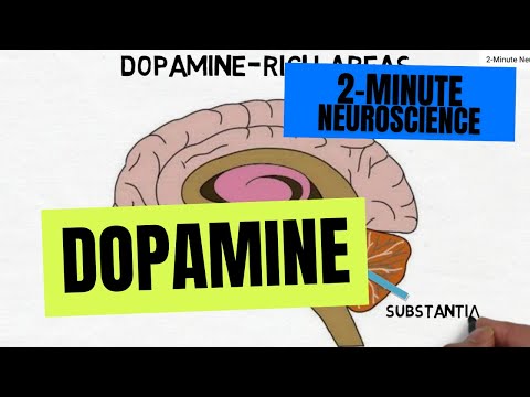 Dopamine Explained: Functions and Effects on Your Life
