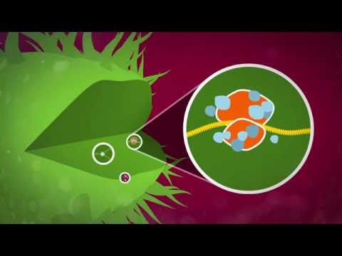 Understanding Penicillin V Potassium: Uses and Side Effects
