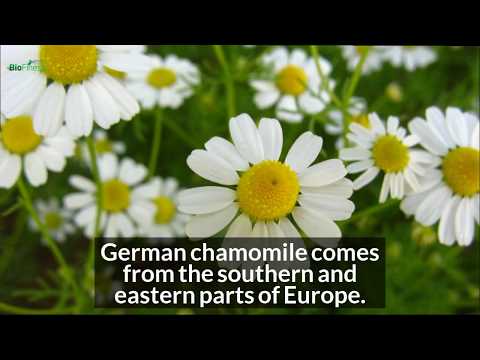 Understanding German Chamomile: Benefits and Safety Insights