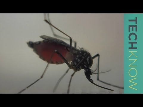 Genetically Modified Mosquitoes and Disease Prevention post thumbnail image