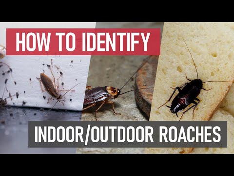 Wood Roaches Uncovered: Essential Facts to Consider