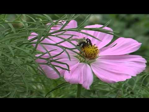 What You Need to Know About Sweat Bees and Allergies post thumbnail image