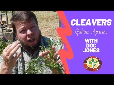 Understanding Cleavers: Benefits, Side Effects, and Dosage
