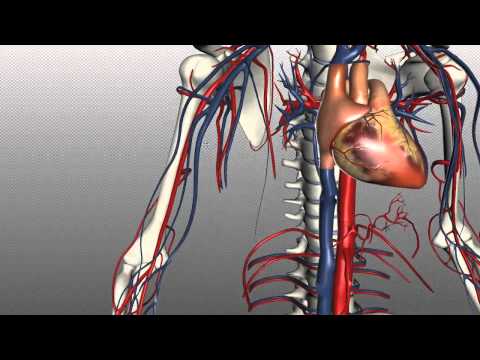 Cephalic Vein: Key Insights into Its Anatomy and Role