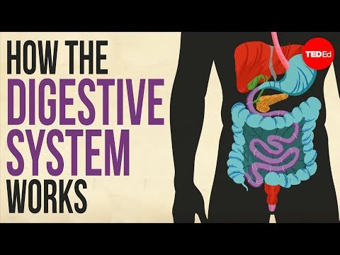 Understanding Digestive System Organs for Better Health