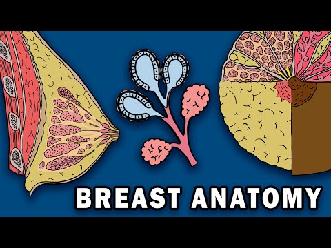 Mammary Gland Health: Anatomy, Functions, and Care Insights