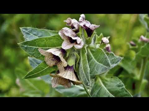 Understanding Henbane: Uses, Side Effects, and Health Risks